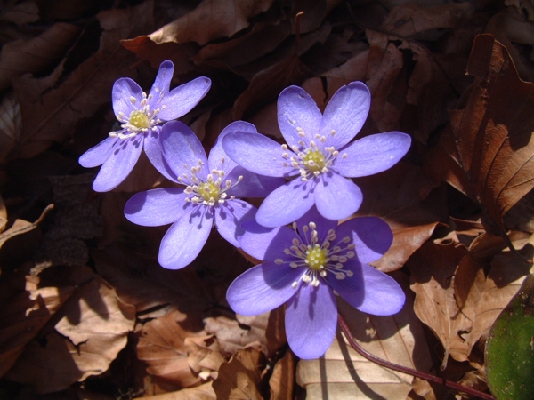 La primavera  vicina